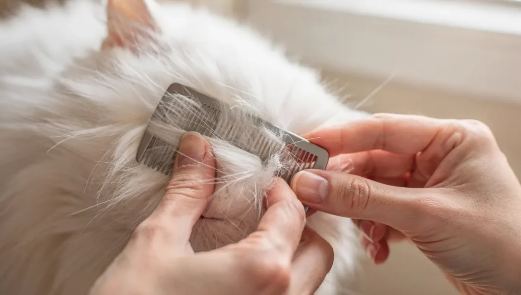 Safe detangling of matted cat fur with a wide-tooth comb