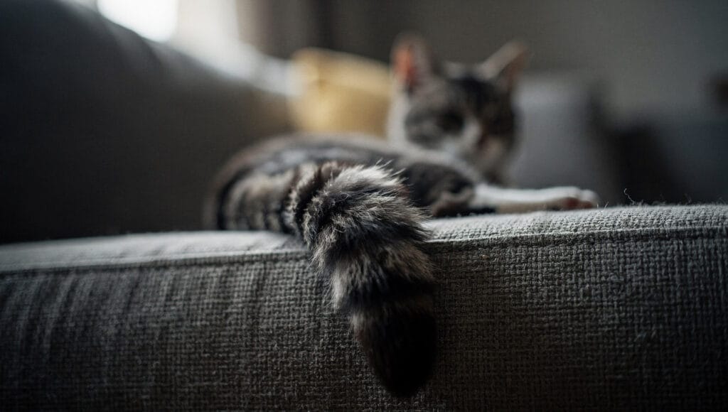 A cat flicking its tail sharply as a warning sign of irritation or overstimulation.
