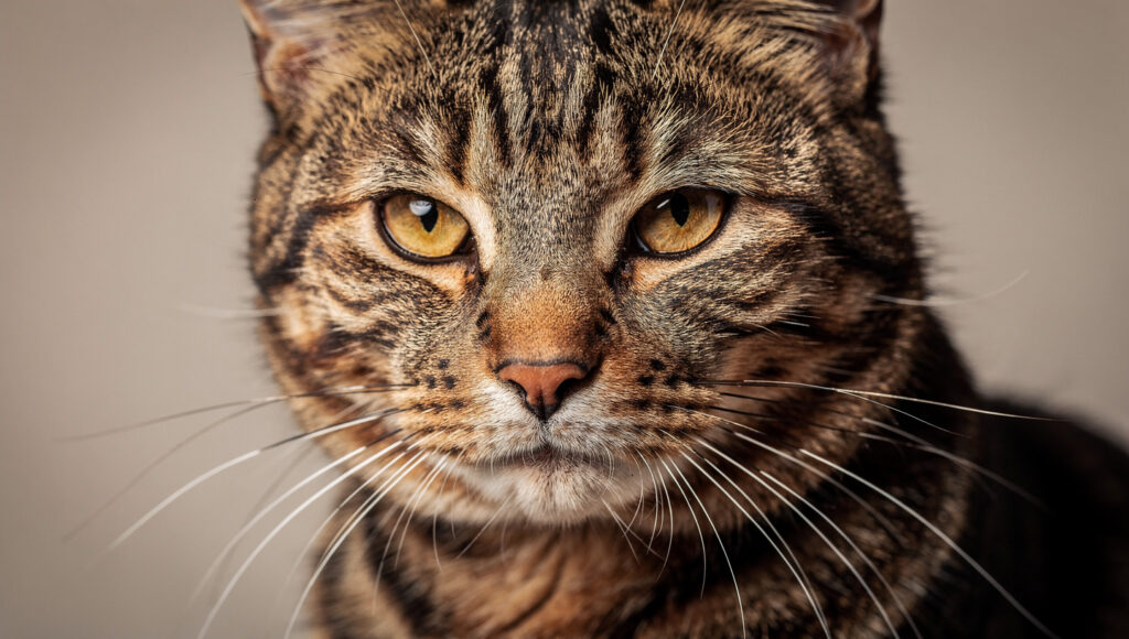 Cat body language  A calm cat looking at the camera