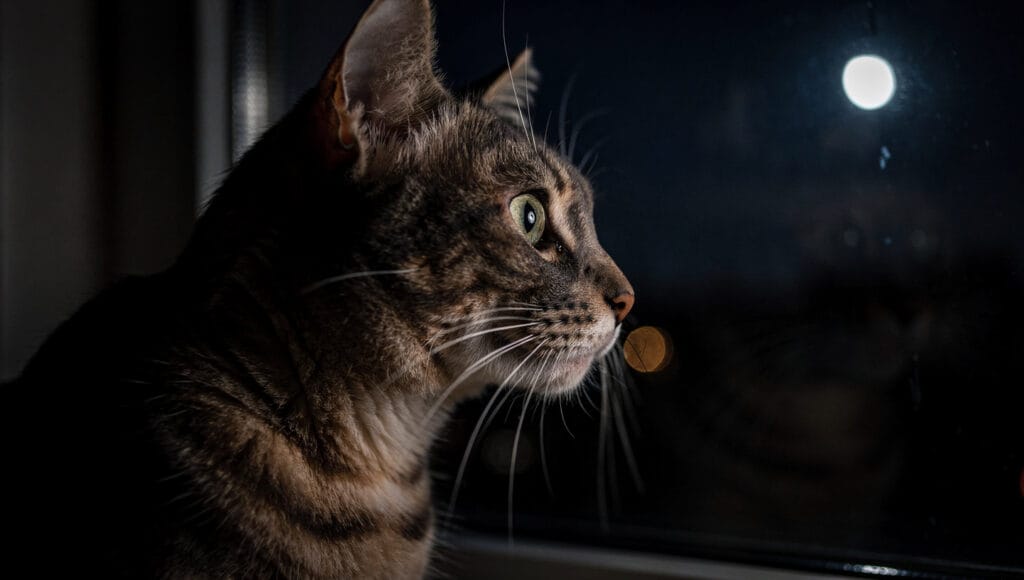 A cat exhibiting nocturnal behavior looking out of a window at night.