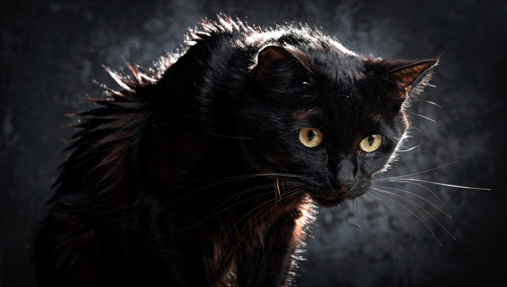 Cat with arched back and puffed fur