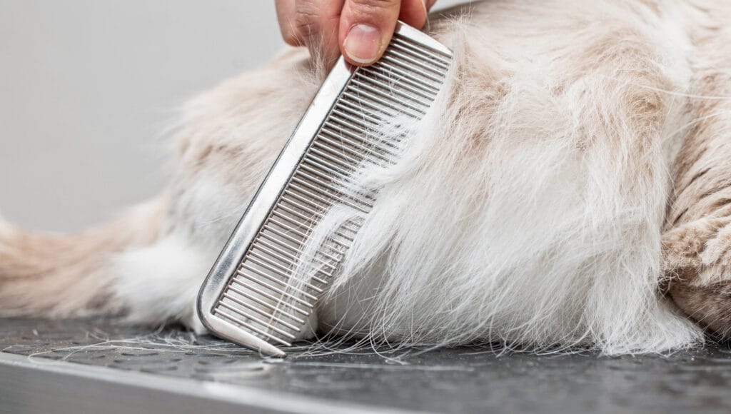 A fluffy Ragdoll kitten playing with a toy in a safe home environment.