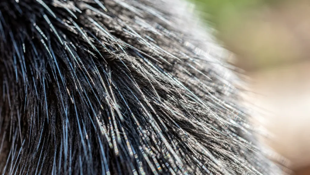 Close-up macro shot of Russian Blue cat fur showing silver tipping effect