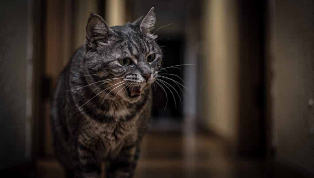 An older cat vocalizing due to senior cat health issues in a dark hallway.