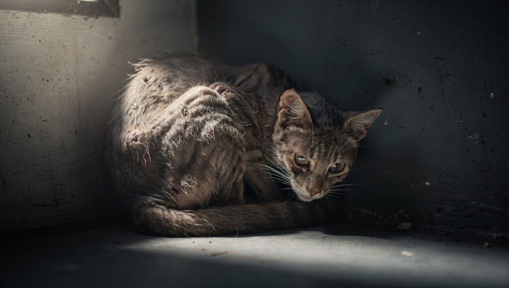 A hunched sick cat hiding in a dark corner