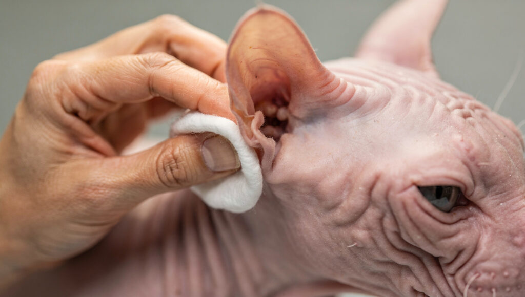 Sphynx cat bathing routine in warm water