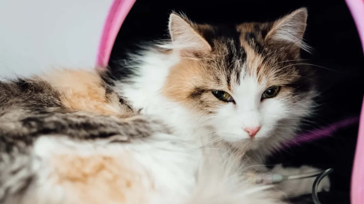 How to Tell if Your Cat is Sick