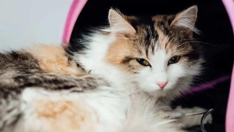 How to Tell if Your Cat is Sick: 10 Warning Signs You Should Never Ignore