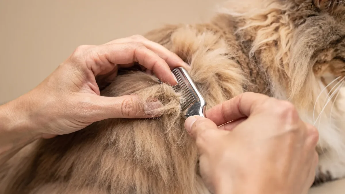 How to Remove Matted Cat Fur Safely Close-up of matted cat fur on a long-haired cat near the shoulder