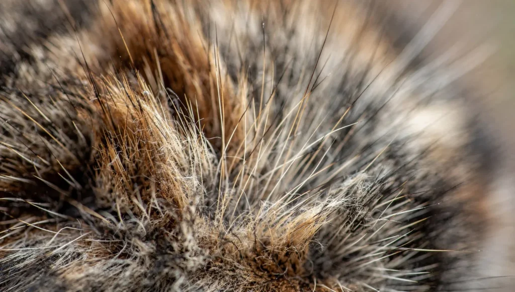 Close-up of Siberian cat thick triple layer coat texture
